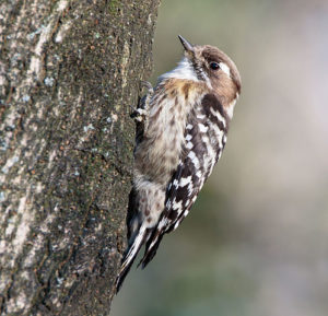 Pájaros carpinteros: características, hábitat, reproducción, nutrición