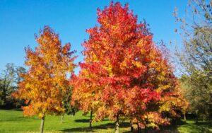 Liquidambar styraciflua