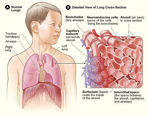 Parénquima pulmonar: qué es, descripción, histología, enfermedades
