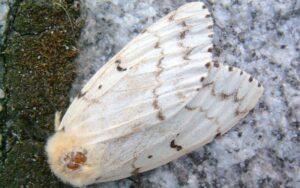 Lymantria dispar