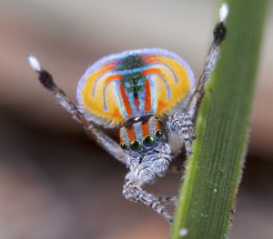 Araña pavo real: características, hábitat, reproducción, comportamiento