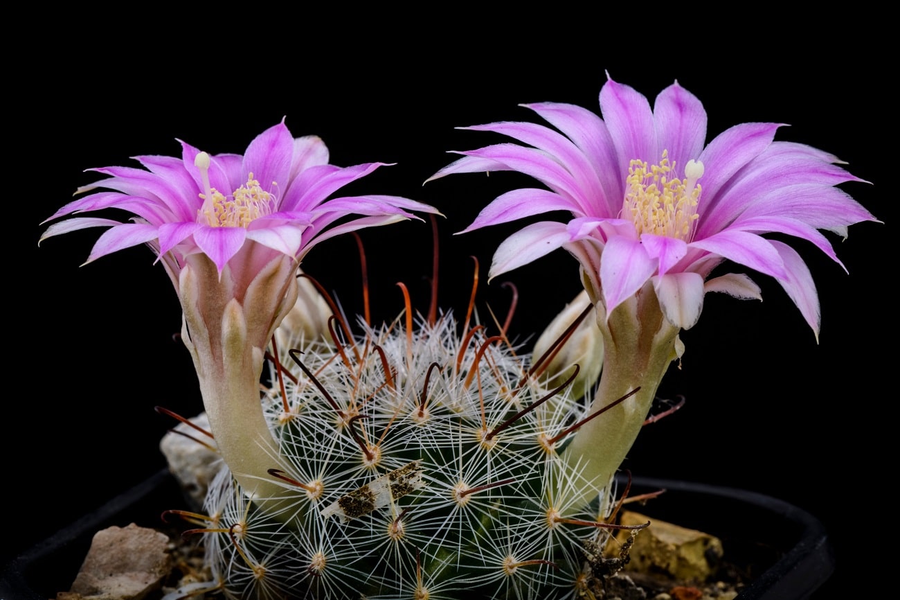 30 plantas en peligro de extinción en México