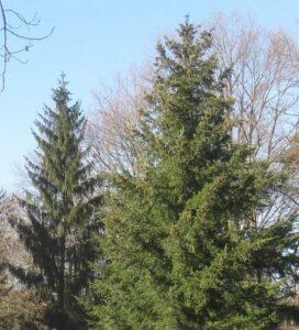 Pseudotsuga menziesii