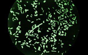 Shigella dysenteriae