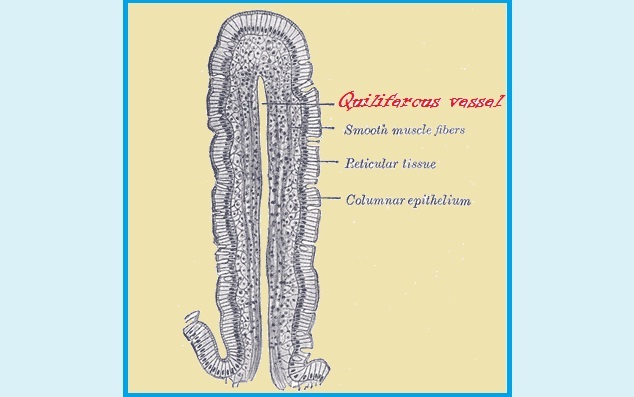 linfangitis histologia