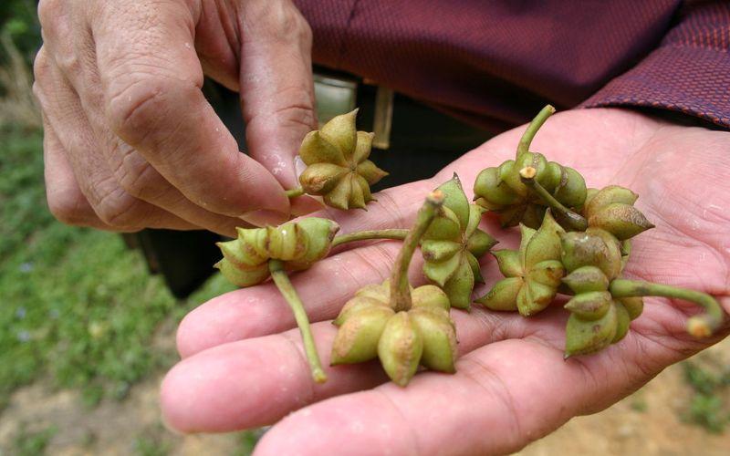 Anís estrellado: qué es, características, hábitat, usos, cultivo, cuidados