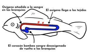 Circulación en peces