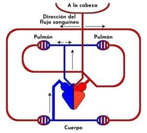 Circulación sanguínea en reptiles