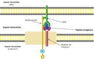Complejo mayor de histocompatibilidad
