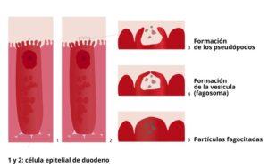 Digestión intracelular