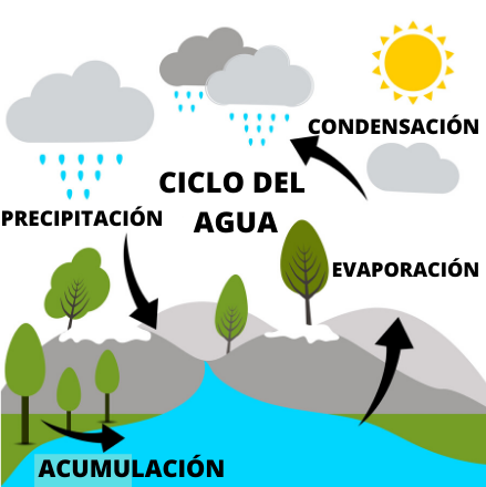 Ciclo del agua o hidrológico: etapas e importancia