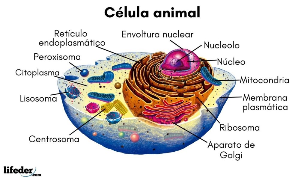 Célula Animal Características Partes Funciones Ejemplos