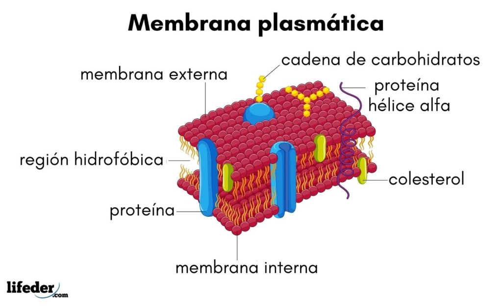 Desprecio Groseramente Avispón Membrana plasmática: qué es, características, funciones, estructura