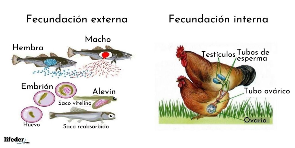 Fecundación características, ejemplos, ventajas, desventajas