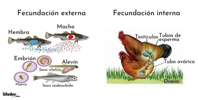 Fecundación interna: qué es, características, ejemplos, ventajas