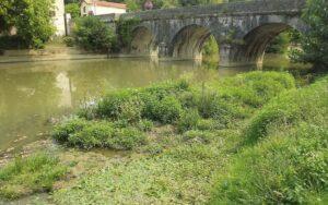 Fitogeografía o geobotánica