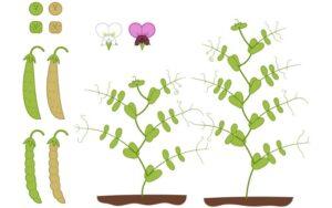 Importancia de los trabajos de Mendel