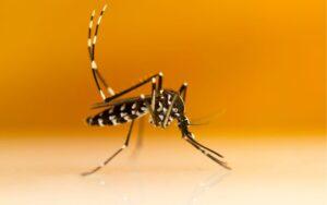 Mosquito tigre