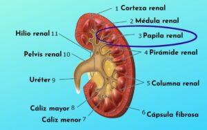 Papila renal