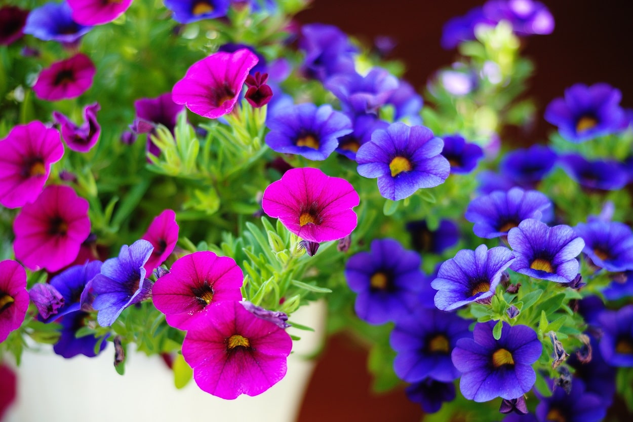 Petunias características, hábitat, cultivo, cuidados