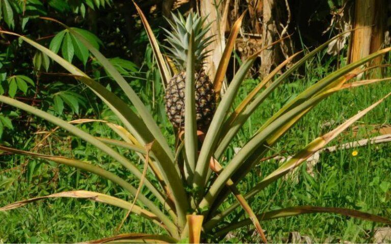 Piña: qué es, características, hábitat, propiedades, usos, cuidados