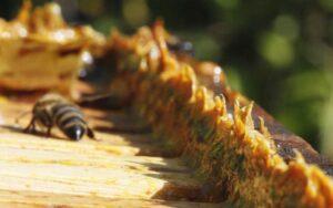 Propiedades del propóleo para la salud