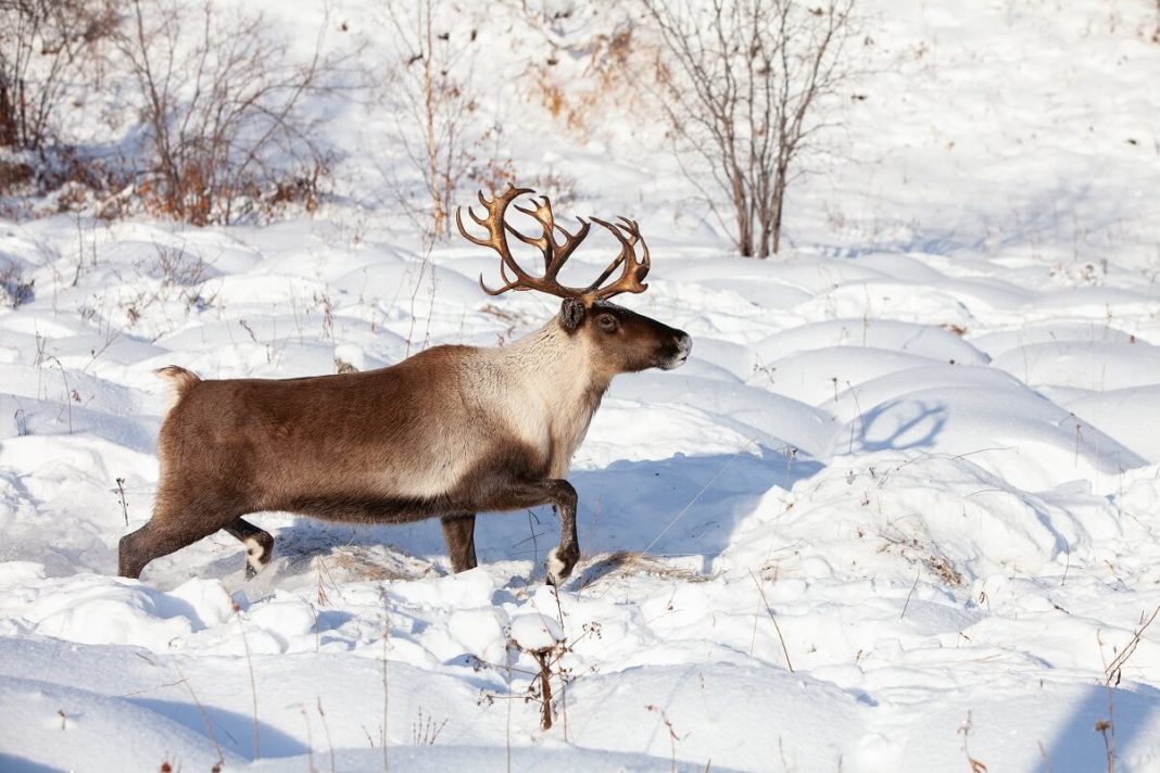 13 Animales de Clima Frío y sus Características