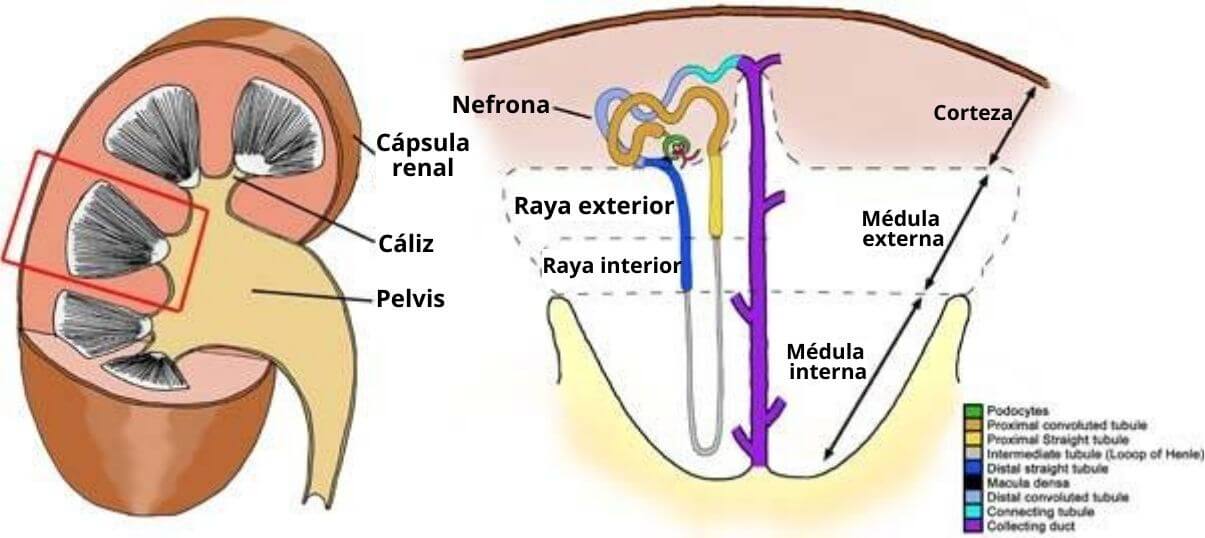 Papila Renal Caracter sticas Histolog a Funciones