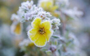 Sublimación inversa