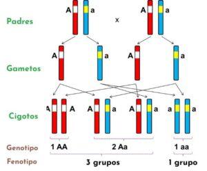 Teoría cromosómica de la herencia