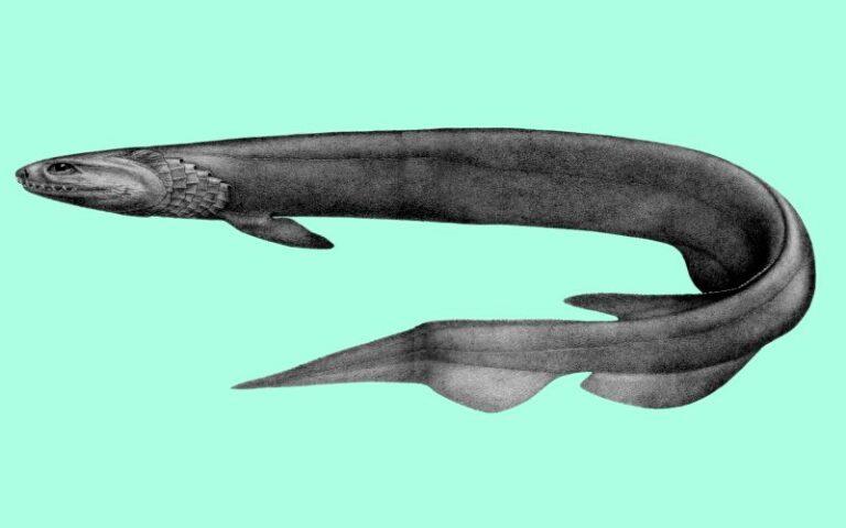 Tiburón anguila: qué es, características, hábitat, comportamiento
