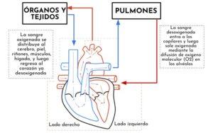 Tipos de circulación sanguínea