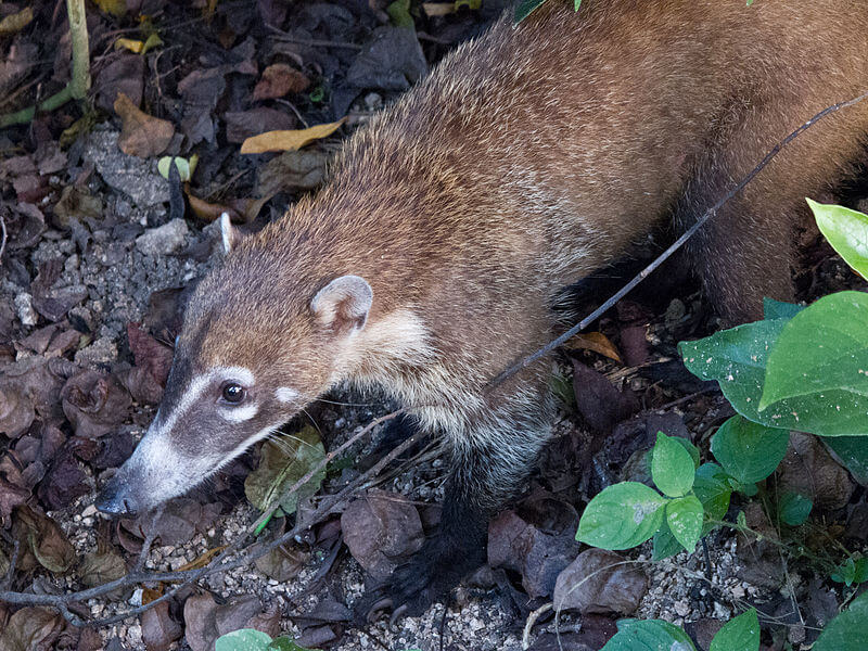Coatí: características, hábitat, alimentación, comportamiento