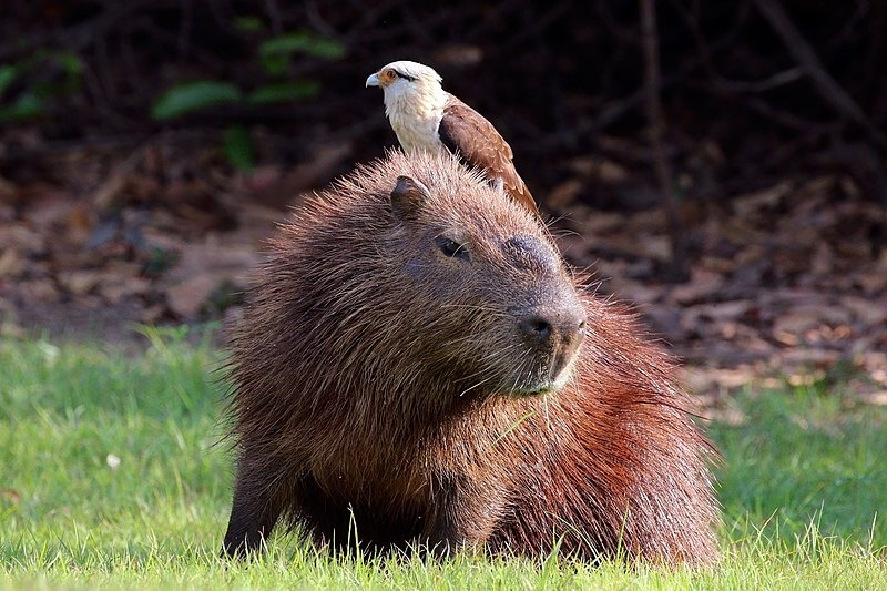 Capibara: características, hábitat, alimentación, comportamiento