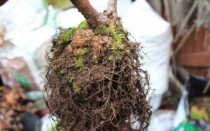 Agrobacterium tumefaciens