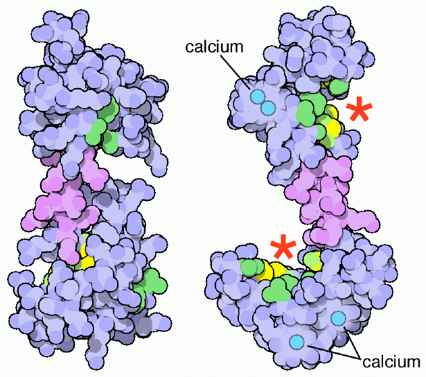 Calmodulina estructura, funciones y mecanismo de acción