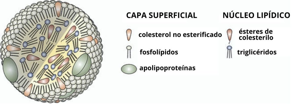 Lipoproteínas: concepto, estructura, composición, funciones, tipos