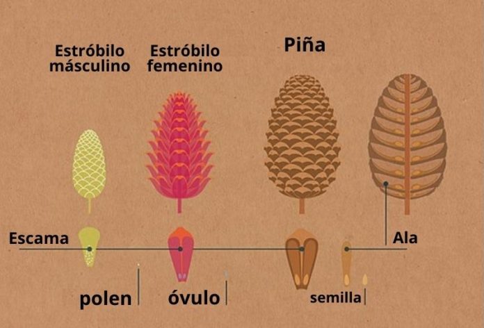 Gimnospermas: qué son, características, clasificación, ejemplos