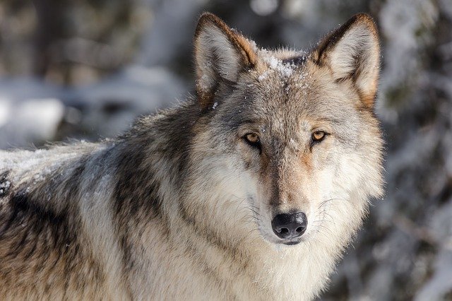 Las 105 mejores frases de lobos