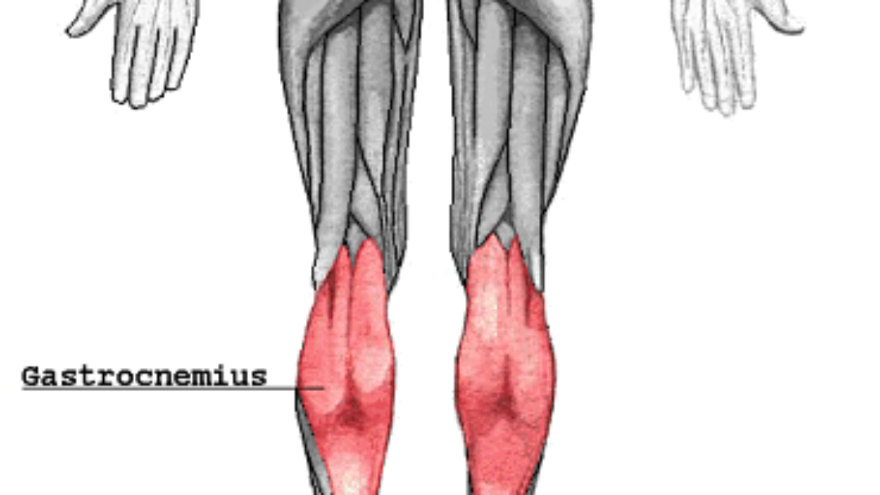 musculo gastrocnemio origen insercion y funcion musculo gastrocnemio origen insercion y funcion