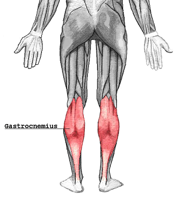 Gastrocnemio: origen, inserción, funciones, desgarro, sobrecarga, lesiones