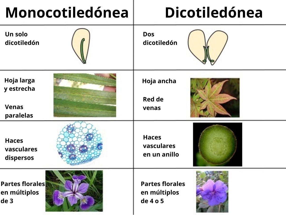 Dicotiledóneas: características, clasificación y ejemplos de especies