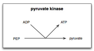 Piruvato quinasa: estructura, función, regulación, inhibición