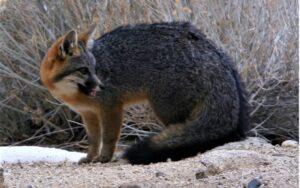 Urocyon cinereoargenteus