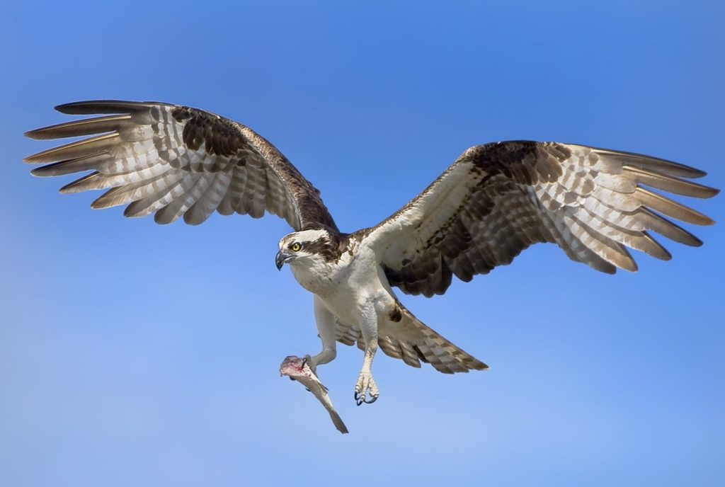 Águila pescadora: características, hábitat, alimentación, comportamiento