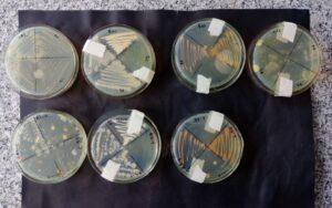 Aislamiento de microorganismos