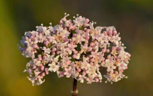 Ansiolíticos naturales