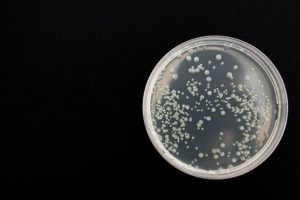 Aislamiento de microorganismos: técnicas e importancia