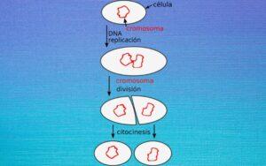Bipartición o fisión binaria
