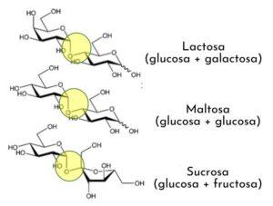 Clasificación de los carbohidratos